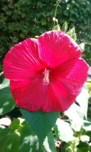 Rose mallow herbaceous petals. Free illustration for personal and commercial use.