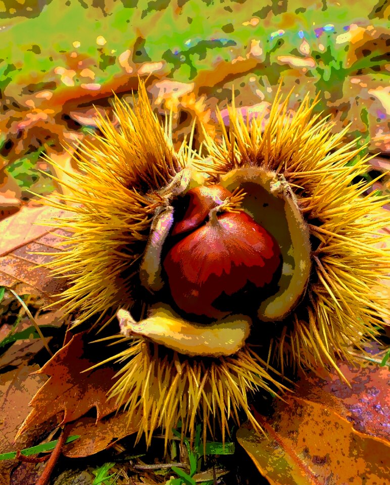 Orange golden autumn colors of autumn. Free illustration for personal and commercial use.