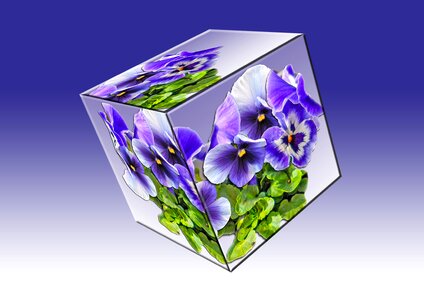 Plant violet garden pansy. Free illustration for personal and commercial use.