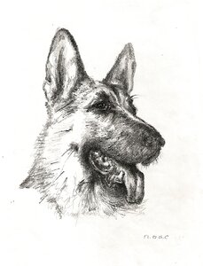Art pet shepherd. Free illustration for personal and commercial use.