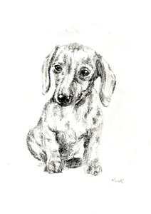 Dachshund pet dogs. Free illustration for personal and commercial use.
