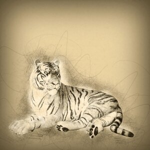 Feline brown tiger Free illustrations. Free illustration for personal and commercial use.