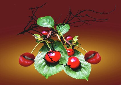 Cherries red garden. Free illustration for personal and commercial use.