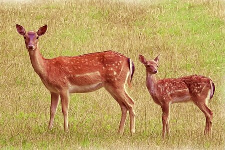 Fawn meadow fallow deer. Free illustration for personal and commercial use.