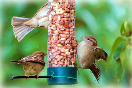 Sparrows birds treat dispenser. Free illustration for personal and commercial use.