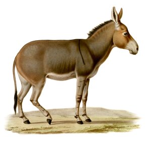 Ethiopia mule pony. Free illustration for personal and commercial use.