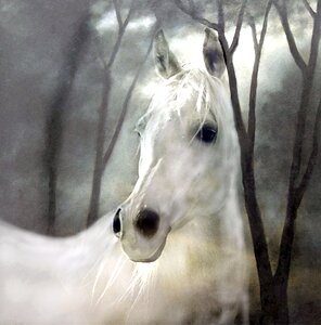 Painting nature white horse. Free illustration for personal and commercial use.
