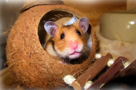 Hamster coconut shell nest. Free illustration for personal and commercial use.