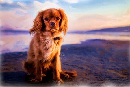 Dog spaniel art. Free illustration for personal and commercial use.