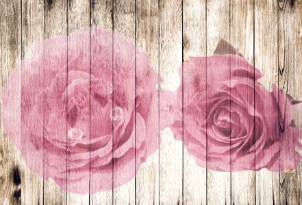 Roses wooden wall romantic. Free illustration for personal and commercial use.
