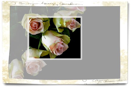 Celebration bouquet rose bloom. Free illustration for personal and commercial use.