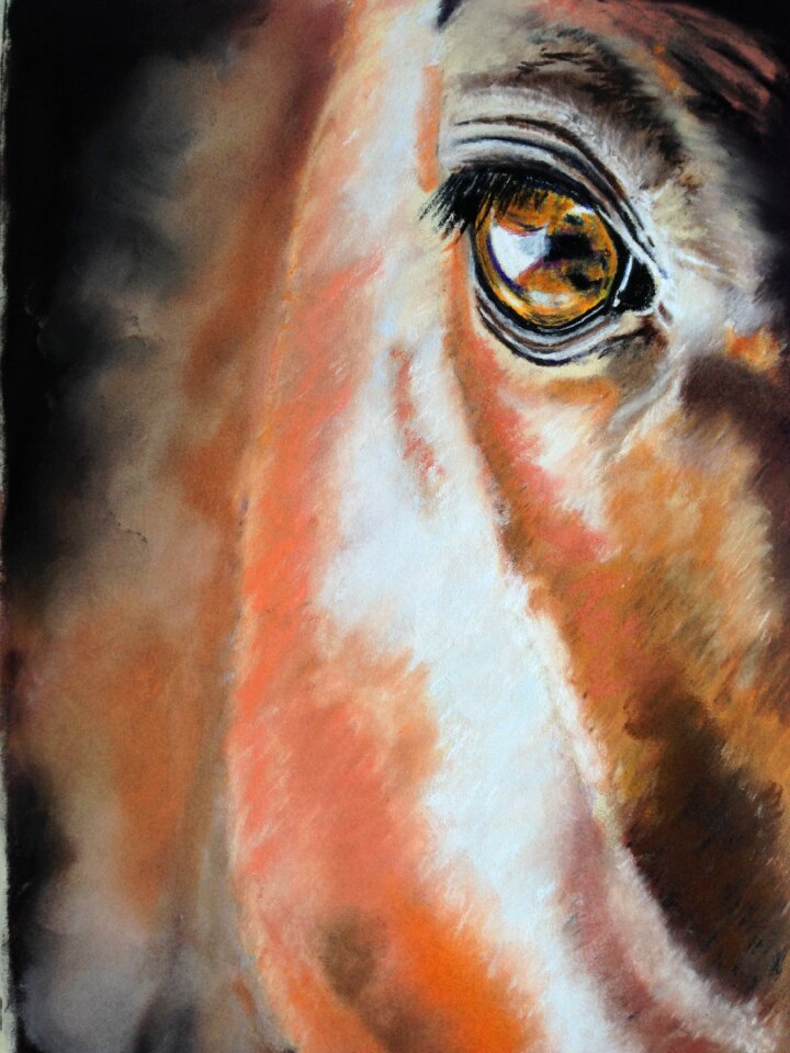 Equine animal horse head. Free illustration for personal and commercial use.