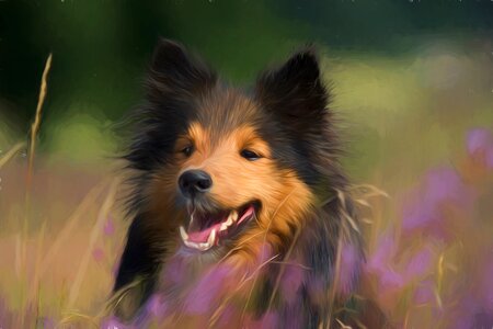 Dog pet collie. Free illustration for personal and commercial use.