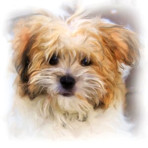 Dog terrier art. Free illustration for personal and commercial use.
