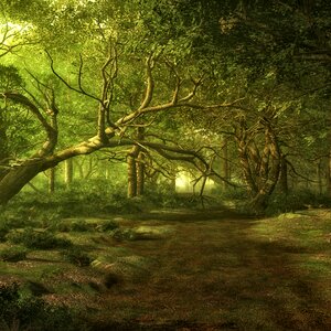 Fairy tale forest fantasy digital art. Free illustration for personal and commercial use.