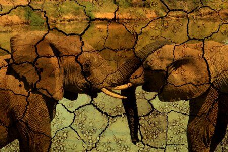 Drought animals africa. Free illustration for personal and commercial use.