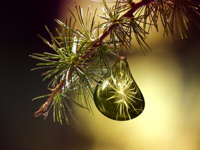 Nature green christmas ornament. Free illustration for personal and commercial use.