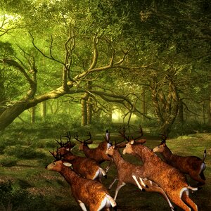 Antler forest animal world. Free illustration for personal and commercial use.