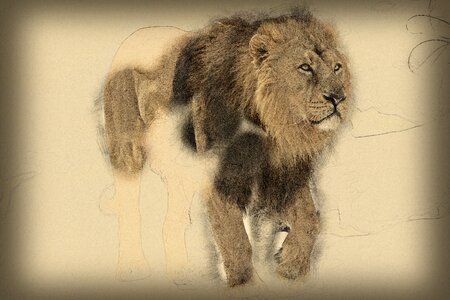 Wild animals big cat mane. Free illustration for personal and commercial use.