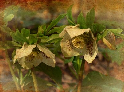 Lenten rose bud flower. Free illustration for personal and commercial use.