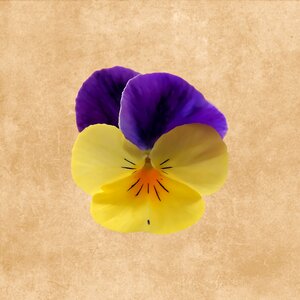 Pansy drawing spring. Free illustration for personal and commercial use.