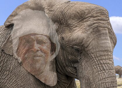 African bush elephant wilderness heiss. Free illustration for personal and commercial use.