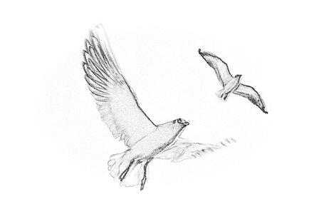 Wings pencil drawing black and white. Free illustration for personal and commercial use.