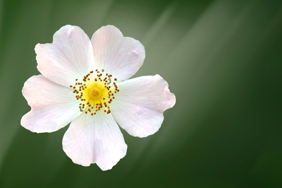 White bush rose white blossom. Free illustration for personal and commercial use.