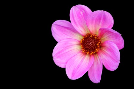 Pink dahlia dahlia flower. Free illustration for personal and commercial use.