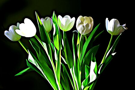 White tulips Free illustrations. Free illustration for personal and commercial use.