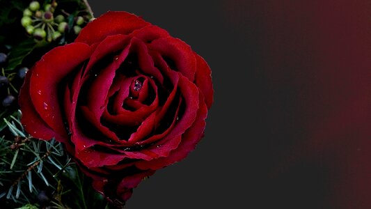 Rose red rose mourning. Free illustration for personal and commercial use.