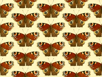 Animals wings wild. Free illustration for personal and commercial use.