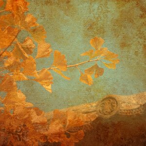 Gingko leaves deciduous tree. Free illustration for personal and commercial use.