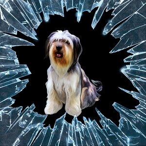 Animal domestic animal broken glass. Free illustration for personal and commercial use.