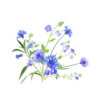 Meadow blue knapweed. Free illustration for personal and commercial use.