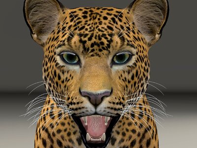 Big cat predator wildcat. Free illustration for personal and commercial use.