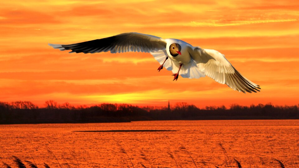 Gull nature morgenstimmung. Free illustration for personal and commercial use.