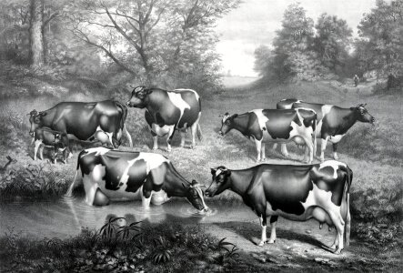 Cows fresian milkers. Free illustration for personal and commercial use.