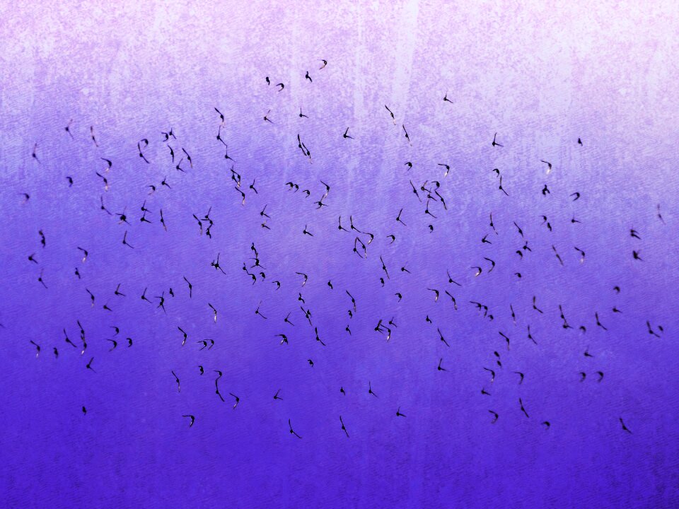 Fly migration background. Free illustration for personal and commercial use.