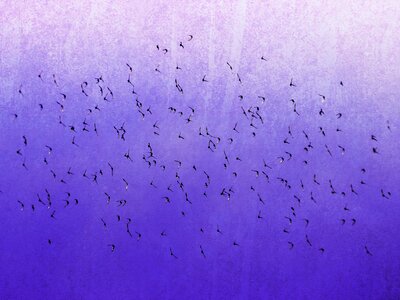 Fly migration background. Free illustration for personal and commercial use.