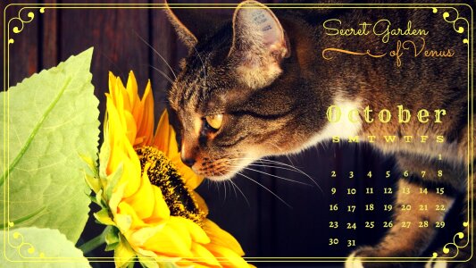 Cat sunflower diary. Free illustration for personal and commercial use.