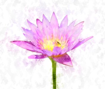 Lotus flower flora natural. Free illustration for personal and commercial use.