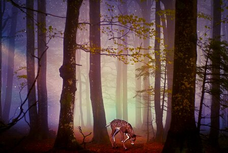 Wild nature fairy tale forest. Free illustration for personal and commercial use.