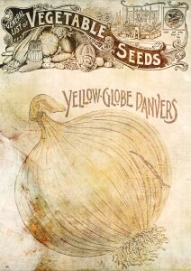 Vintage seeds vegetable. Free illustration for personal and commercial use.