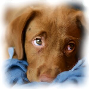 Dog puppy art. Free illustration for personal and commercial use.