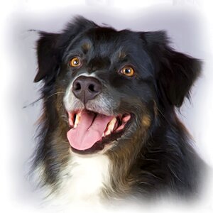 Dog animal portrait art. Free illustration for personal and commercial use.