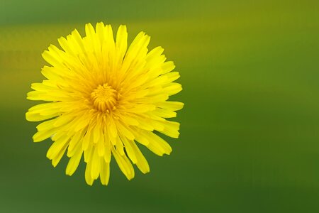 Bloom common dandelion nature. Free illustration for personal and commercial use.