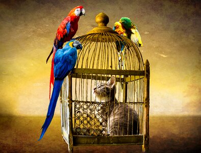 Parrot ara cage. Free illustration for personal and commercial use.