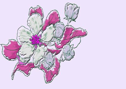 Purple schnittblume tulips. Free illustration for personal and commercial use.