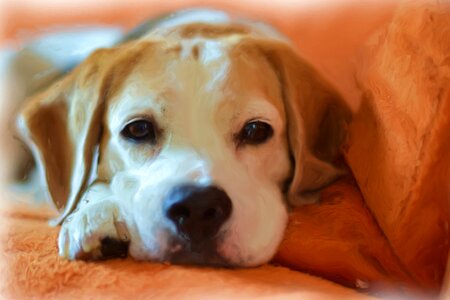 Dog beagle art. Free illustration for personal and commercial use.